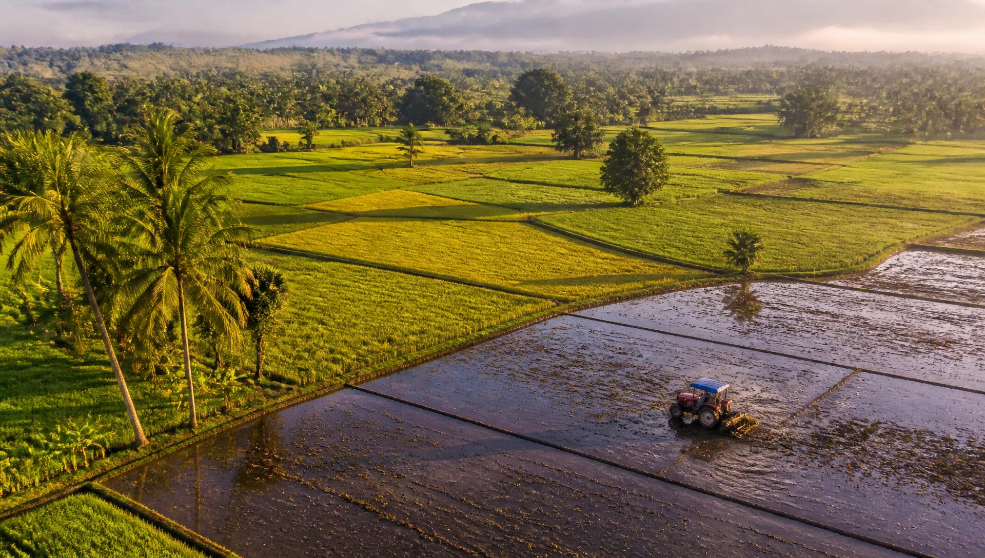 Pandangan udara sawah padi dengan traktor sedang membajak